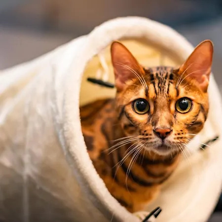 Hotel Meow - Luxusny Pre Macky V Piestanoch 5*