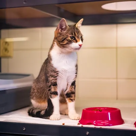 Meow - Luxusny Pre Macky V Piestanoch Hotel Piest'any