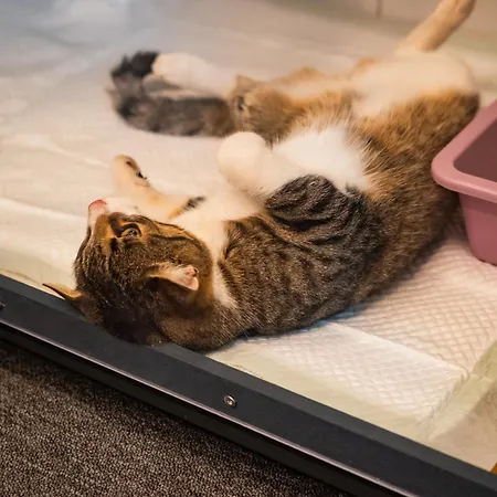 Meow - Luxusny Pre Macky V Piestanoch Otel Piest'any