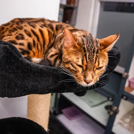 Meow - Luxusny Pre Macky V Piestanoch