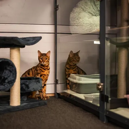 Hotel Meow - Luxusny Pre Macky V Piestanoch 5*
